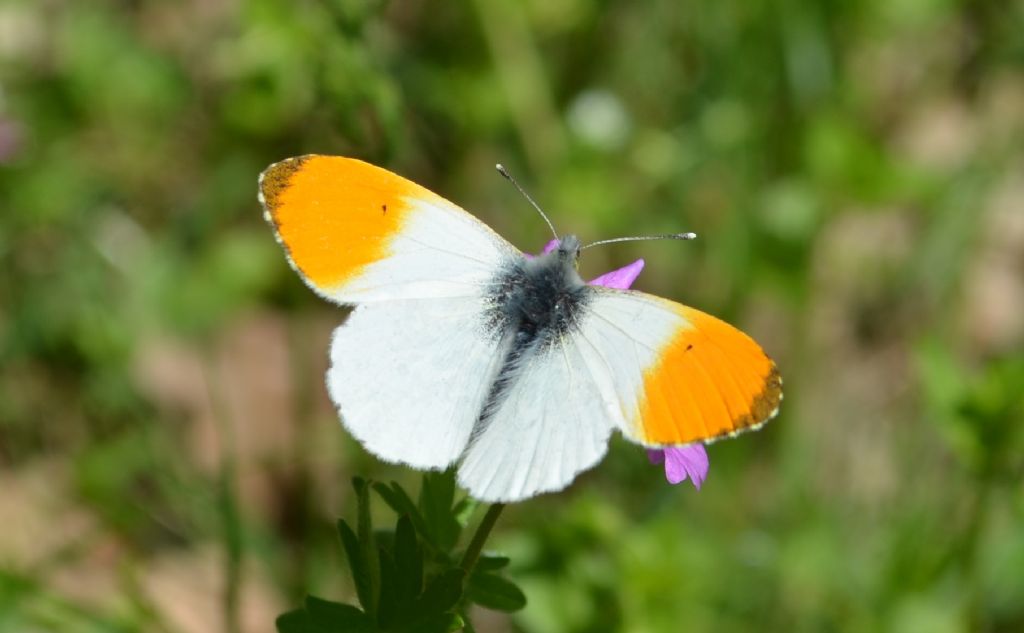 Maschio di Anthocharis cardamines sul Geranium molle